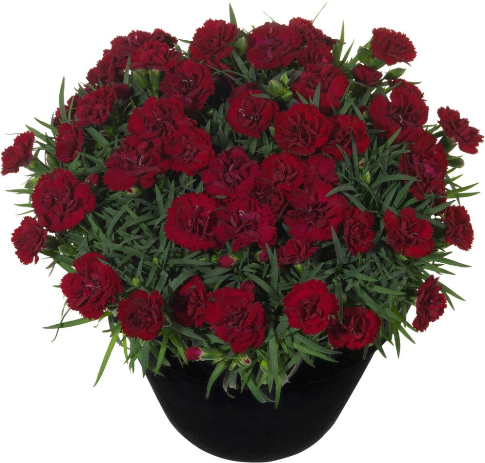 Neilikka Dianthus Desire