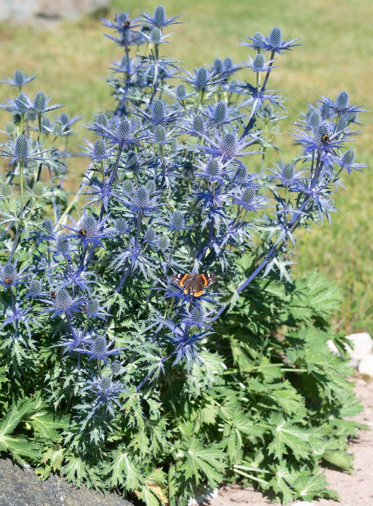 Komeapiikkiputki Mihkel Saar Big Blue P17