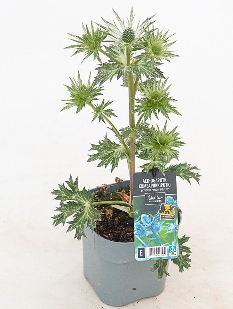 Komeapiikkiputki Mihkel Saar Big Blue P17