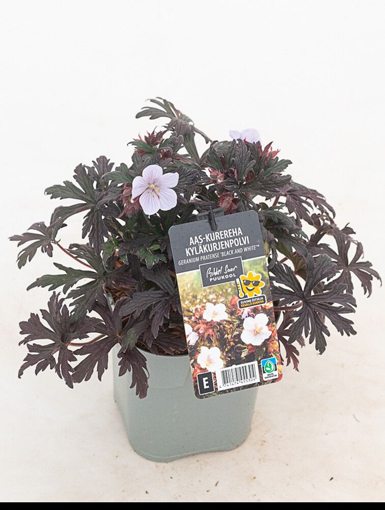 Kyläkurjenpolvi Geranium pratense Black and White