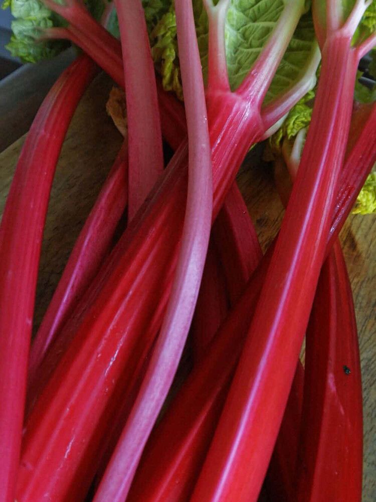 Tarharaparperi Rheum rhabarbarum Red Champagne