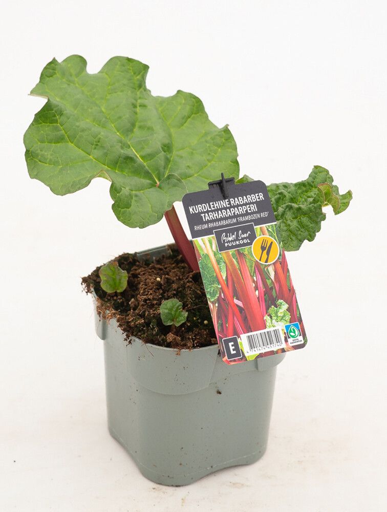 Tarharaparperi Rheum rhabarbarum Red Champagne