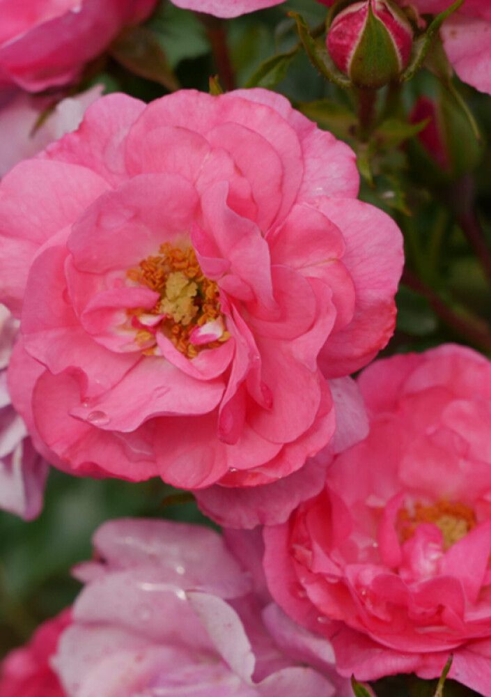 Peittoruusu Heidetraum