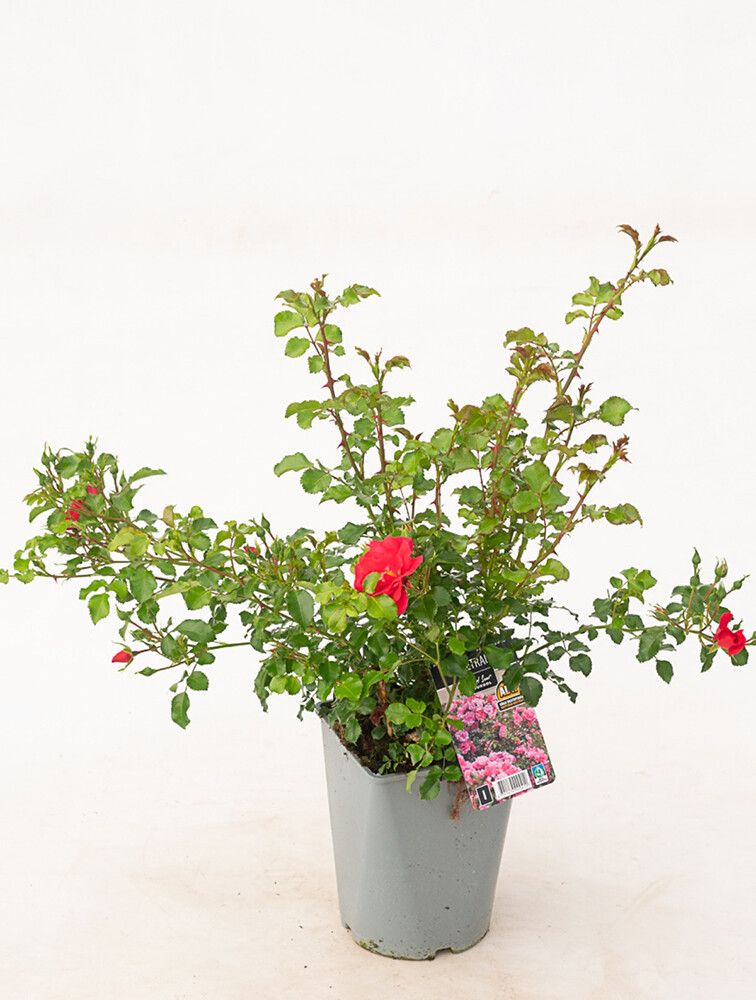 Peittoruusu Heidetraum