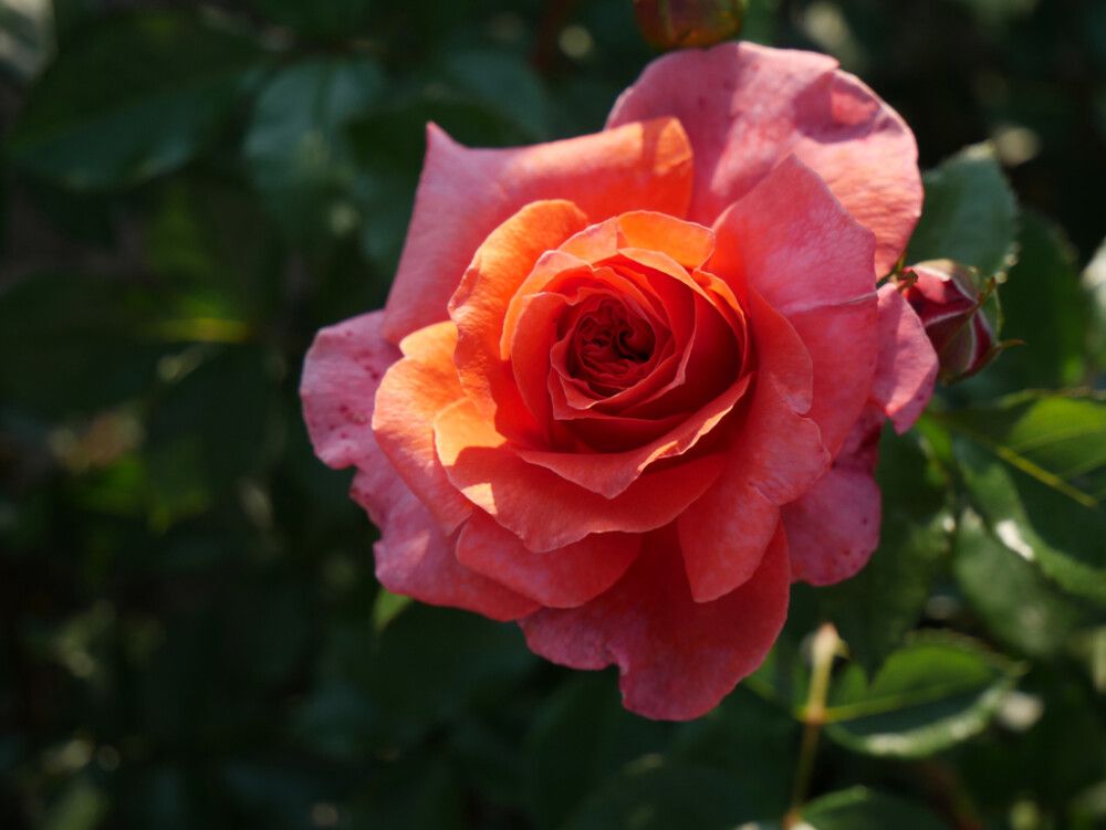 Köynnösruusu Naranga