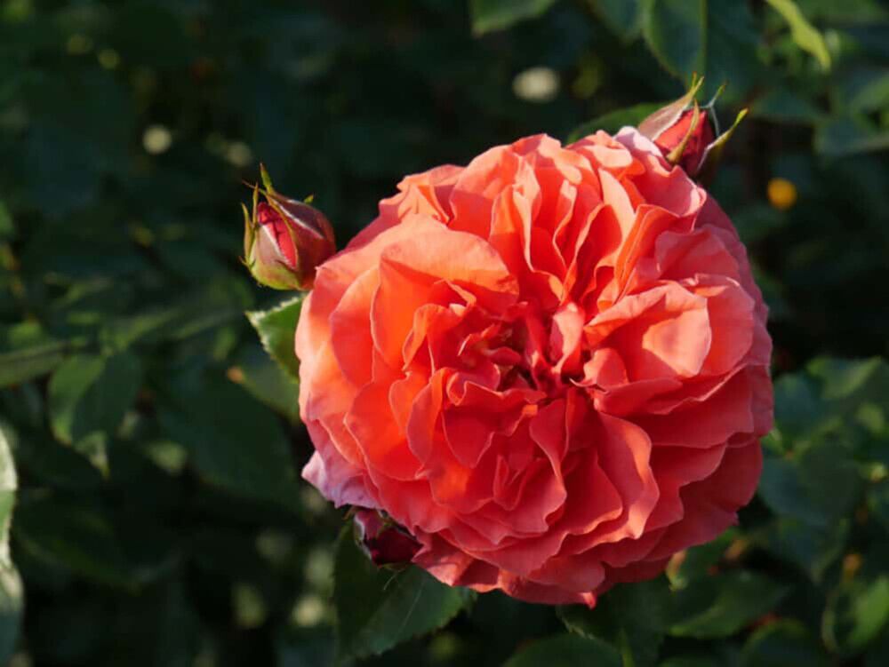 Köynnösruusu Naranga