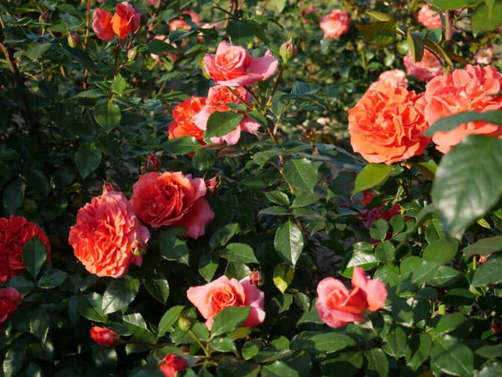 Köynnösruusu Naranga