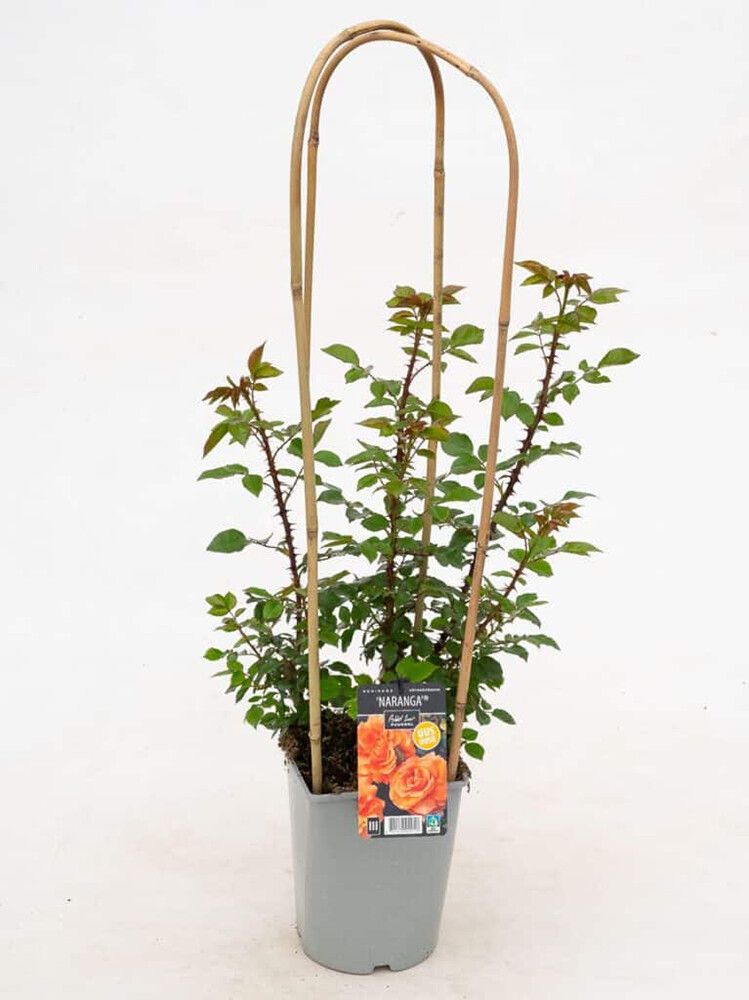 Köynnösruusu Naranga