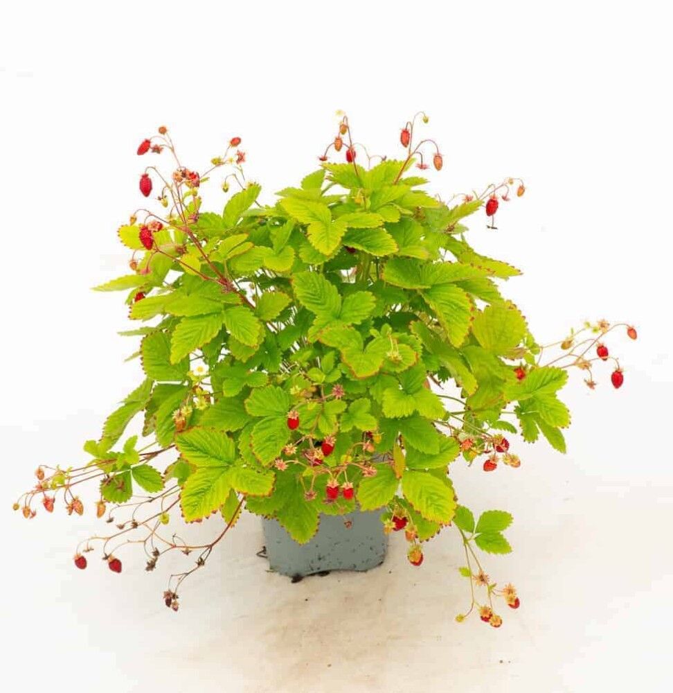 Kuukausimansikka Fragaria vesca Alexandria P12