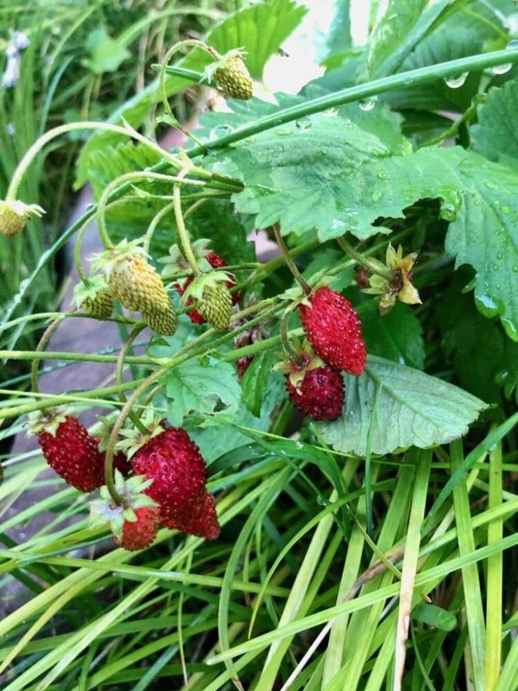 Kuukausimansikka Fragaria vesca Alexandria P12