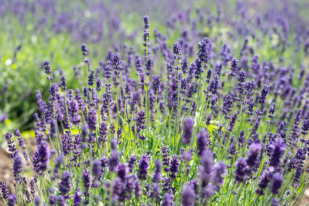 Tähkälaventeli Lavandula Angustifolia Munstead