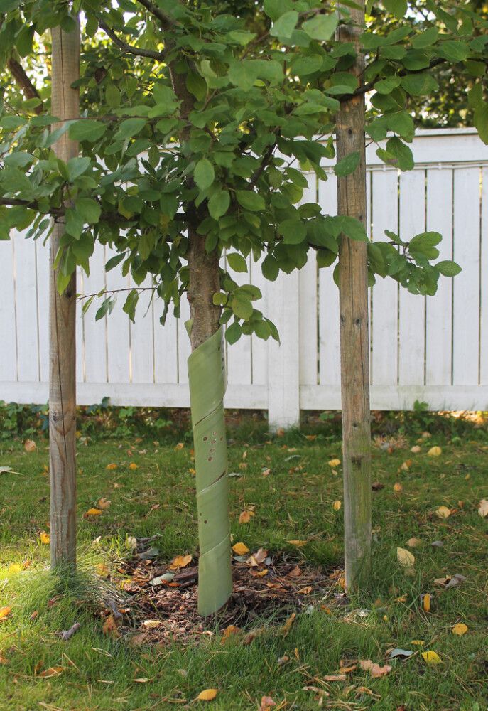 Rungonsuoja biohajoava 60 cm 4 kpl