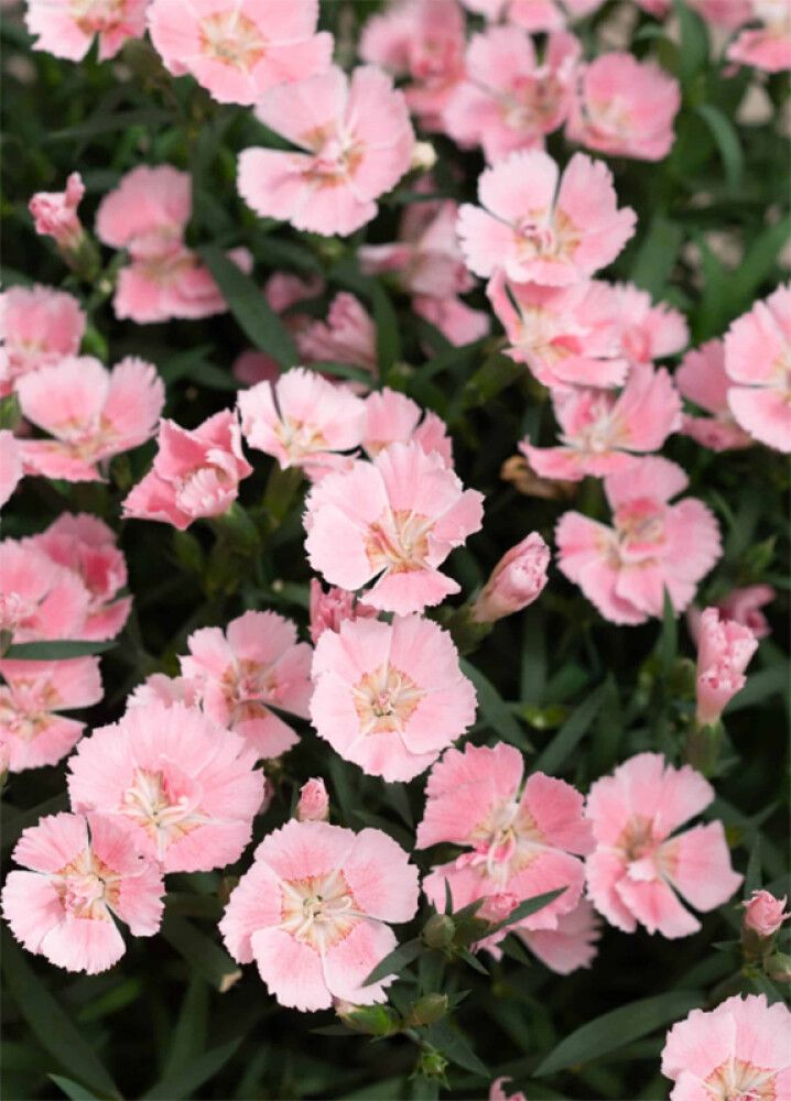 Neilikka Dianthus Freya P12