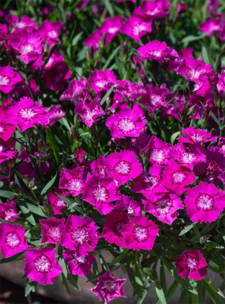 Neilikka Dianthus Kaia P12