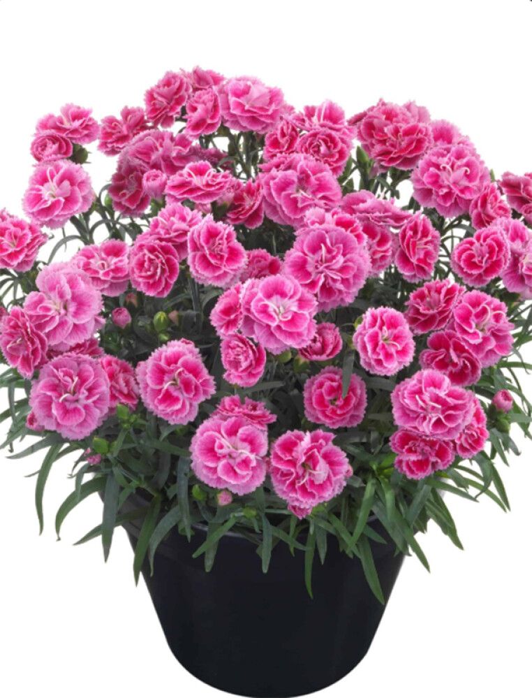 Neilikka Dianthus Odessa Twiggy P12