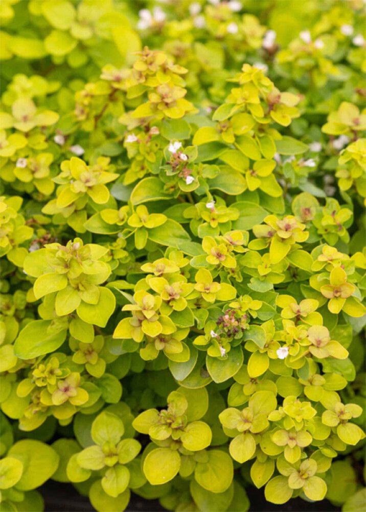Mäkimeirami Origanum vulgare Golden Shine C1,4