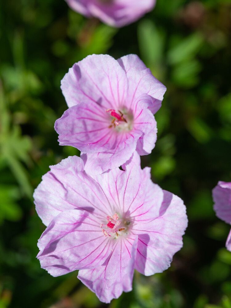 Verikurjenpolvi Geranium Sanguineum Apple Blossom