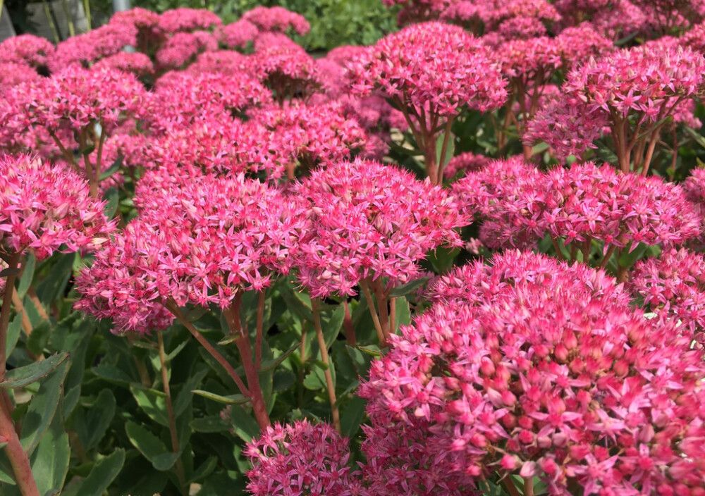 Maksaruoho Sedum Carl