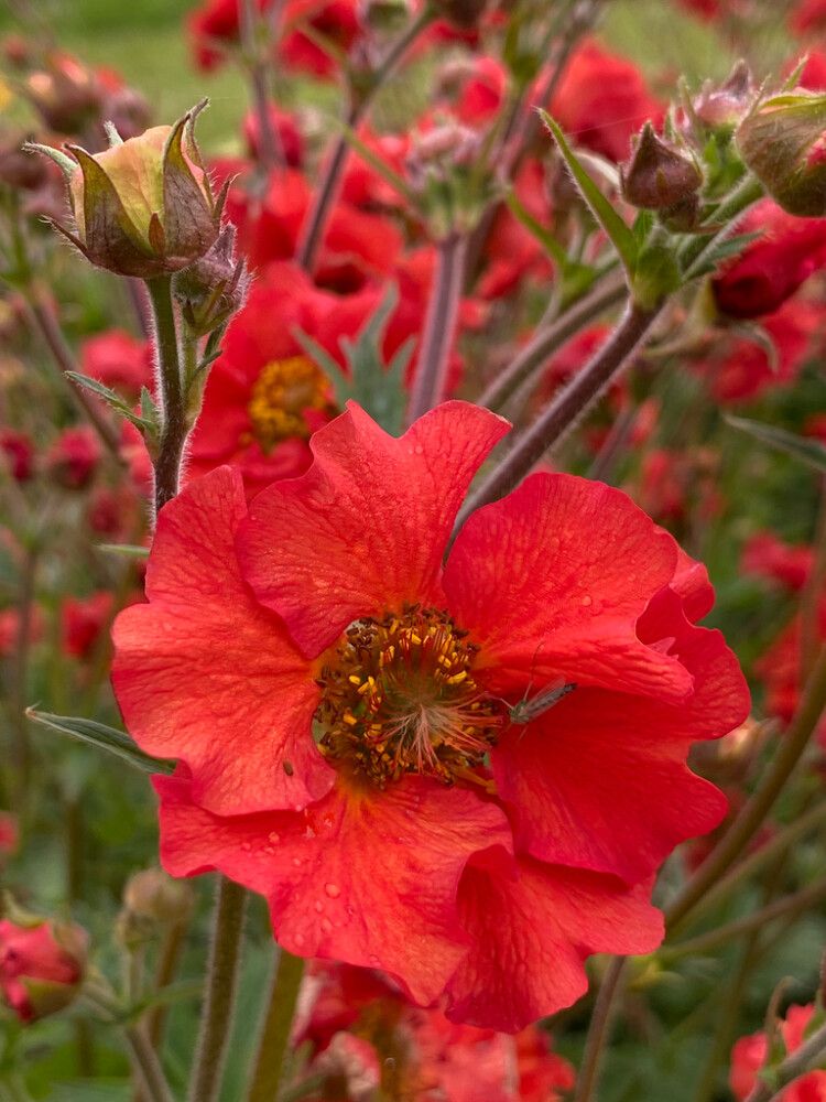 Kellukka Geum Fiery Tempest