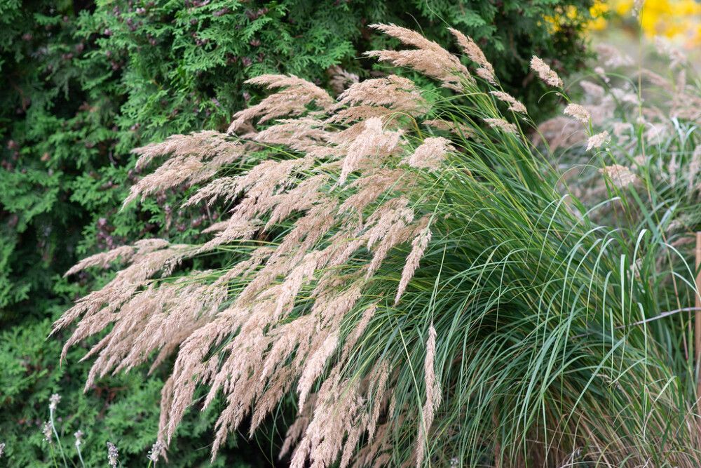 Timanttikastikka Calamagrostis Brachytricha
