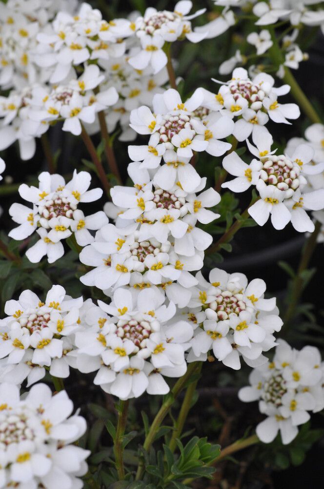 Talvisaippo Iberis Sempervirens Fishbeck