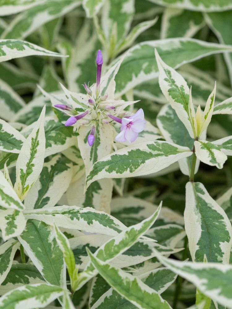 Syysleimu Phlox Paniculata Norah Leigh