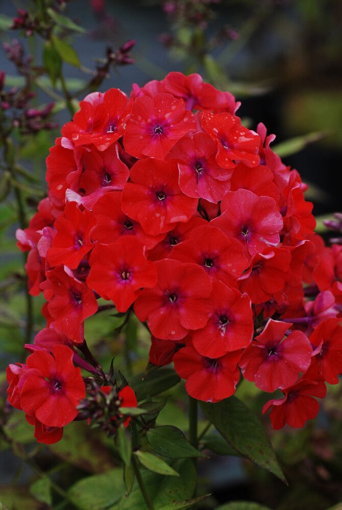 Syysleimu Phlox Paniculata Starfire