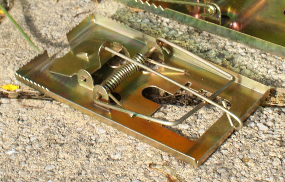 Hiirenloukku 11,8 x 6,3 cm