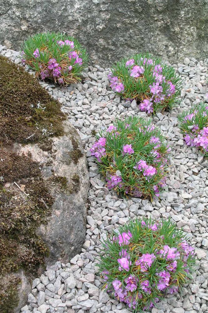 Laukkaneilikka Armeria maritima Varretu