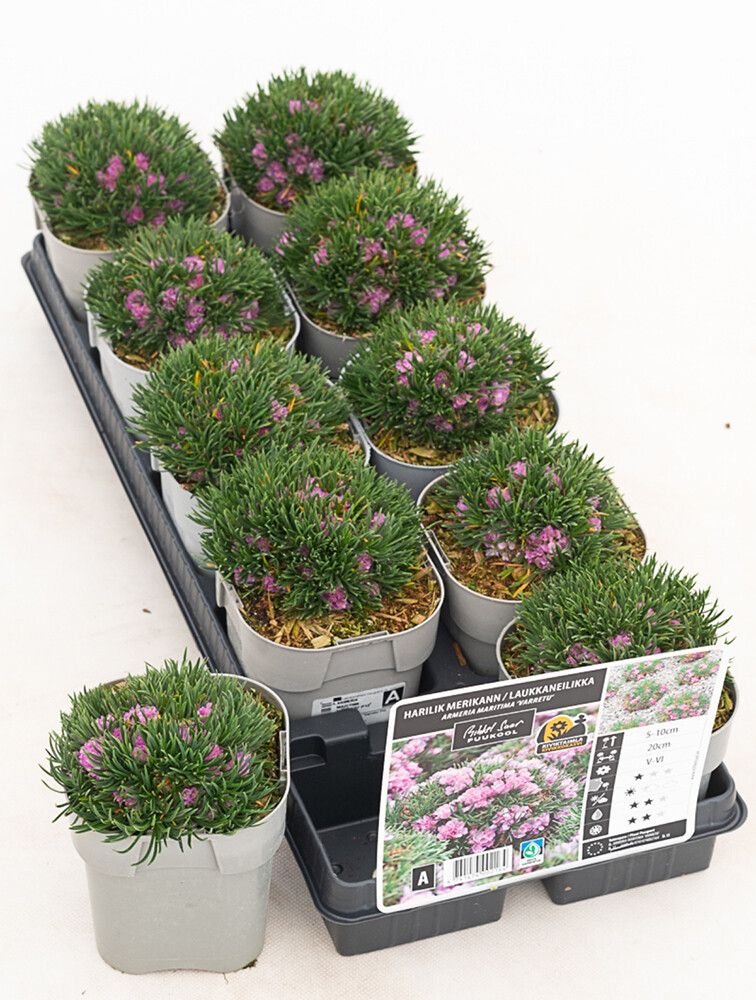 Laukkaneilikka Armeria maritima Varretu