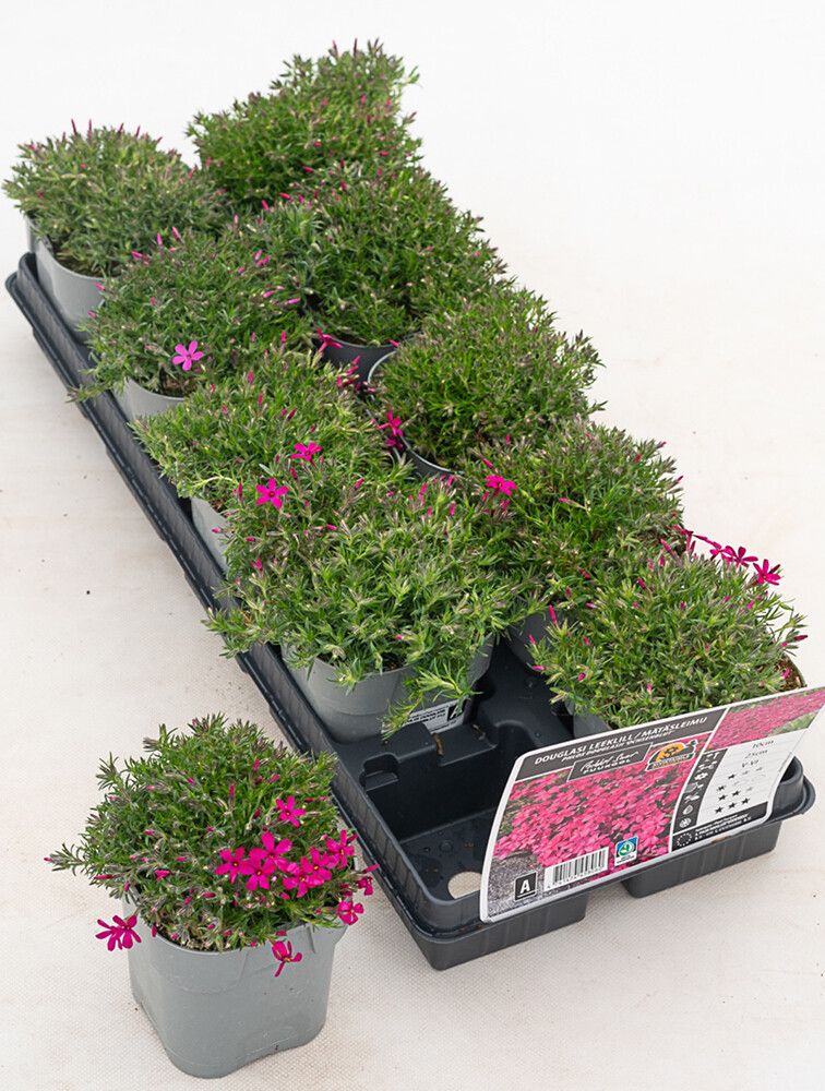 Mätäsleimu Phlox douglasii Ochsenblut