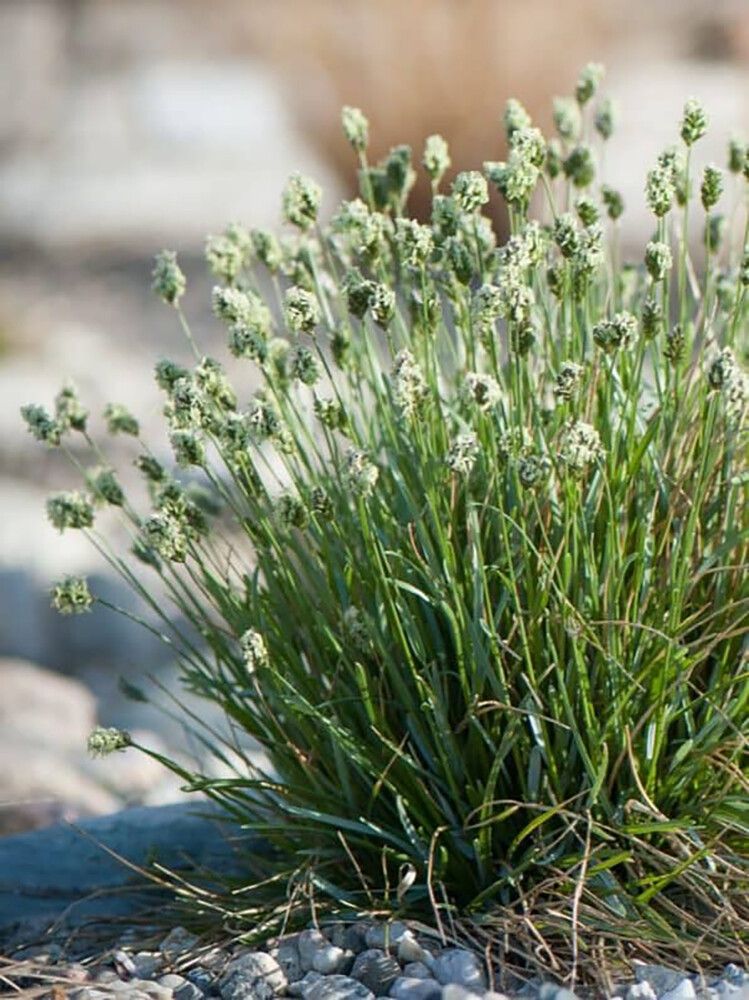 SINILUPIKKA SESLERIA CAERULEA