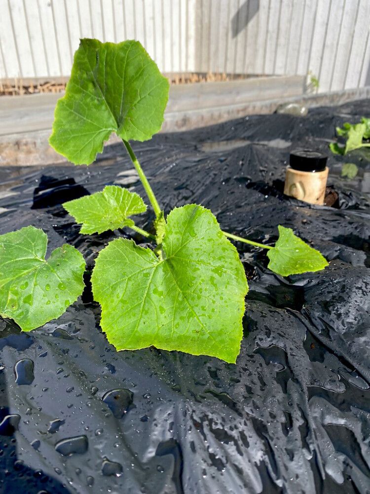 Biohajoava katekalvo 7 m²