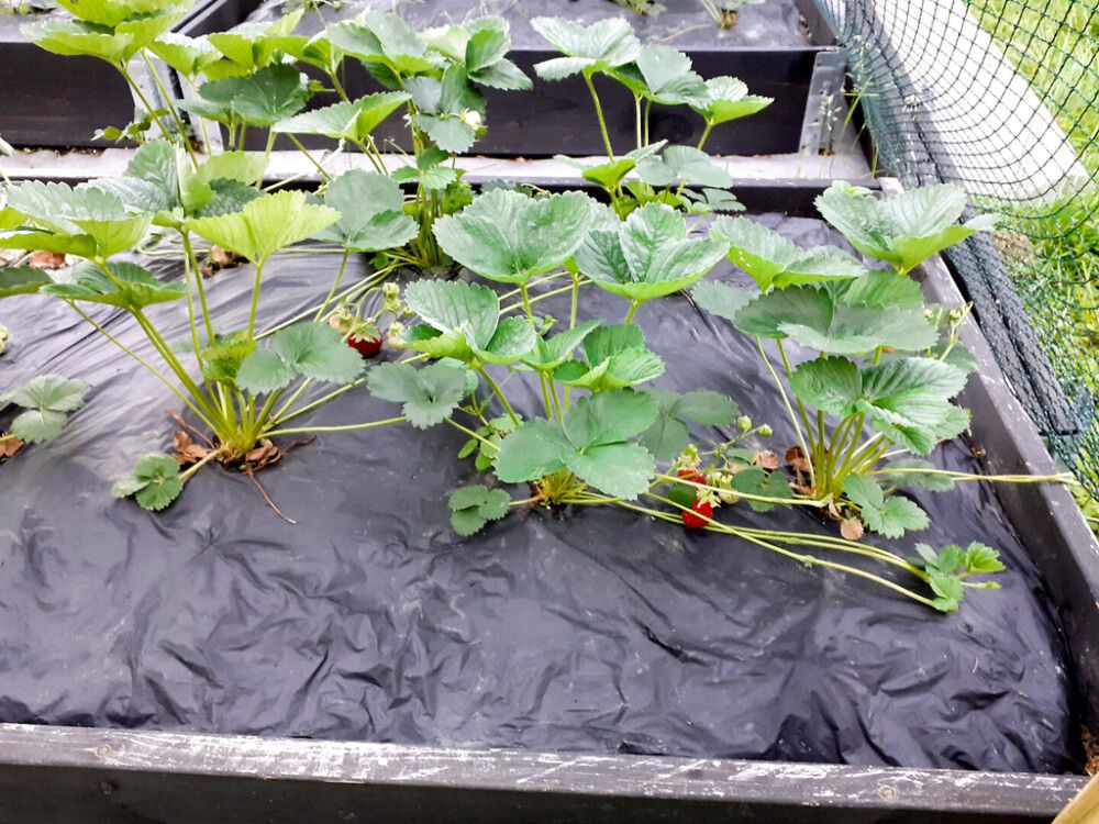 Biohajoava katekalvo 7 m²