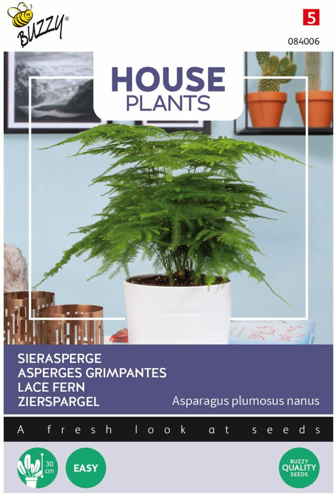 Asparagus-Unelma Buzzy House Plants