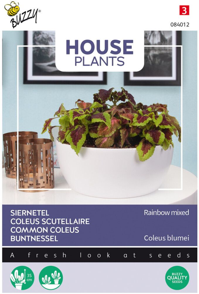 Isokirjopeippi Buzzy House Plants