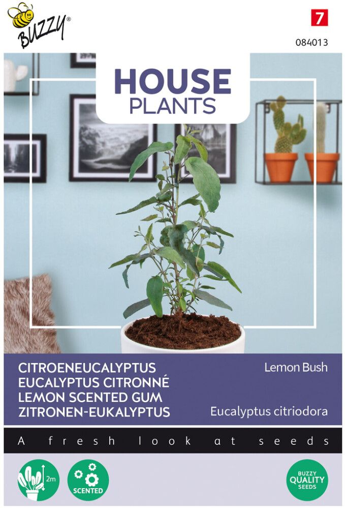 Sitruunaeucalyptus Buzzy House Plants