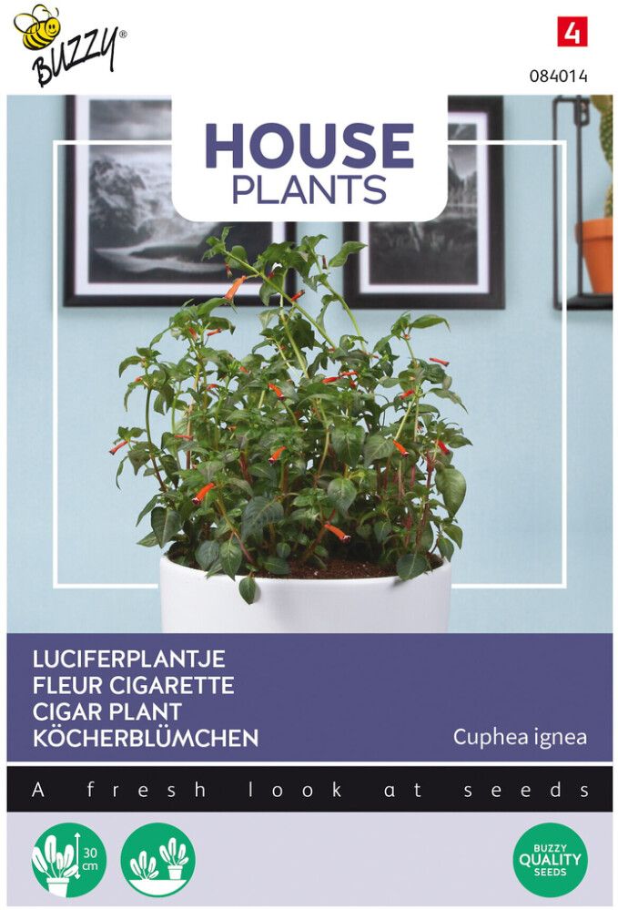 Punatulitorvi Buzzy House Plants