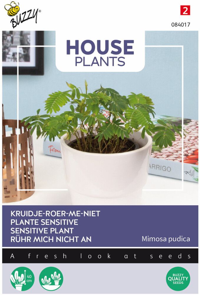 Tuntomimosa Buzzy House Plants