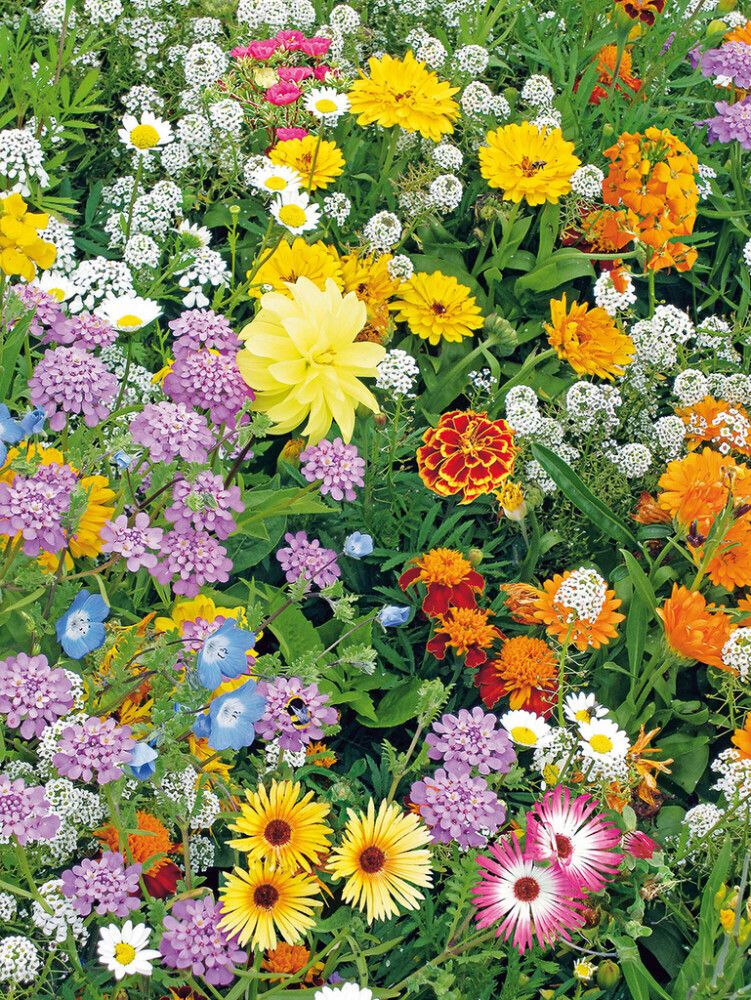 Kukkasekoite Buzzy mehiläisille