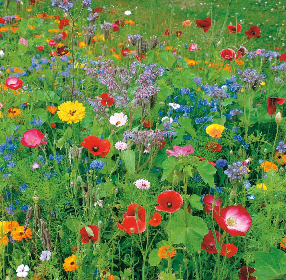 Kukkasekoite Buzzy leppäkertuille