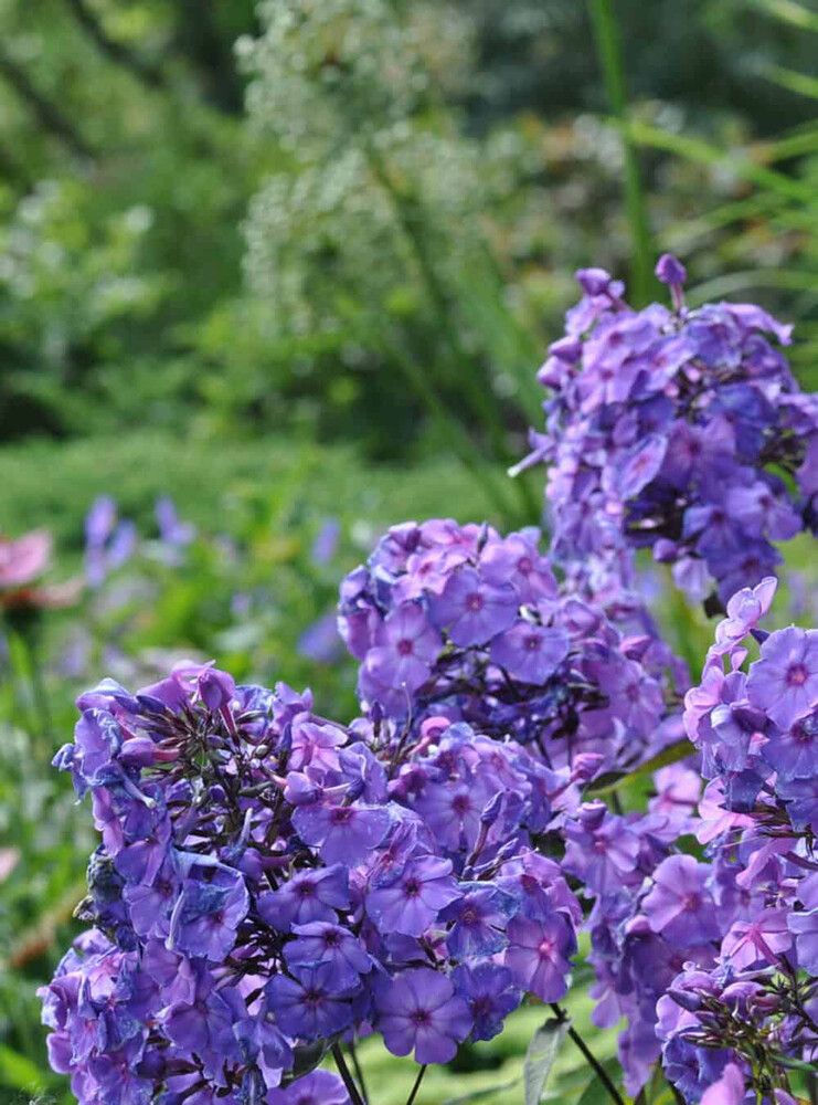 Syysleimu Phlox paniculata Blue Paradise