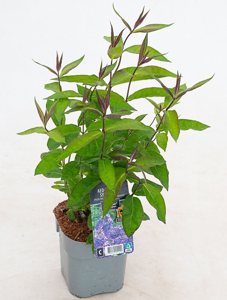 Syysleimu Phlox paniculata Blue Paradise