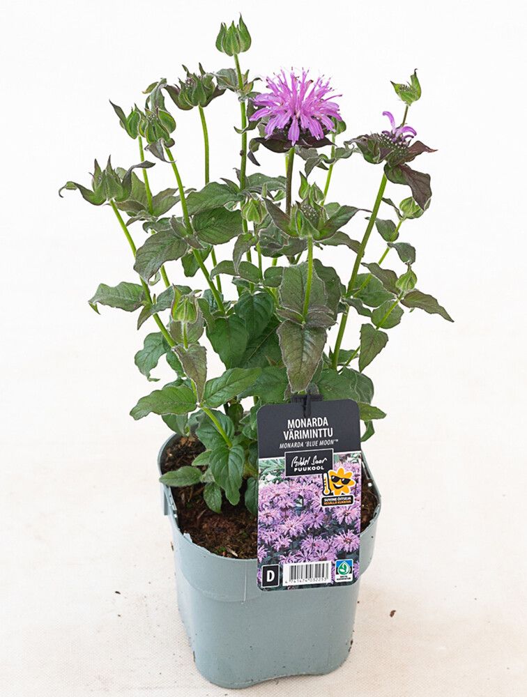 Väriminttu Monarda Blue Moon