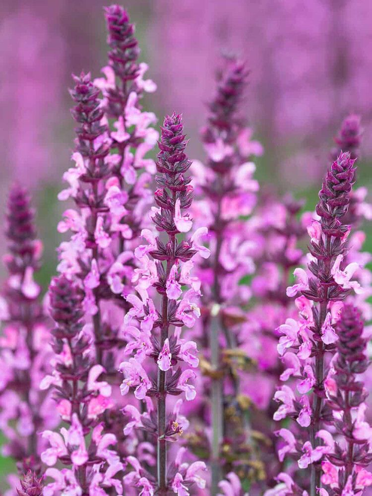 Lehtosalvia Salvia nemorosa Sensation Deep Rose