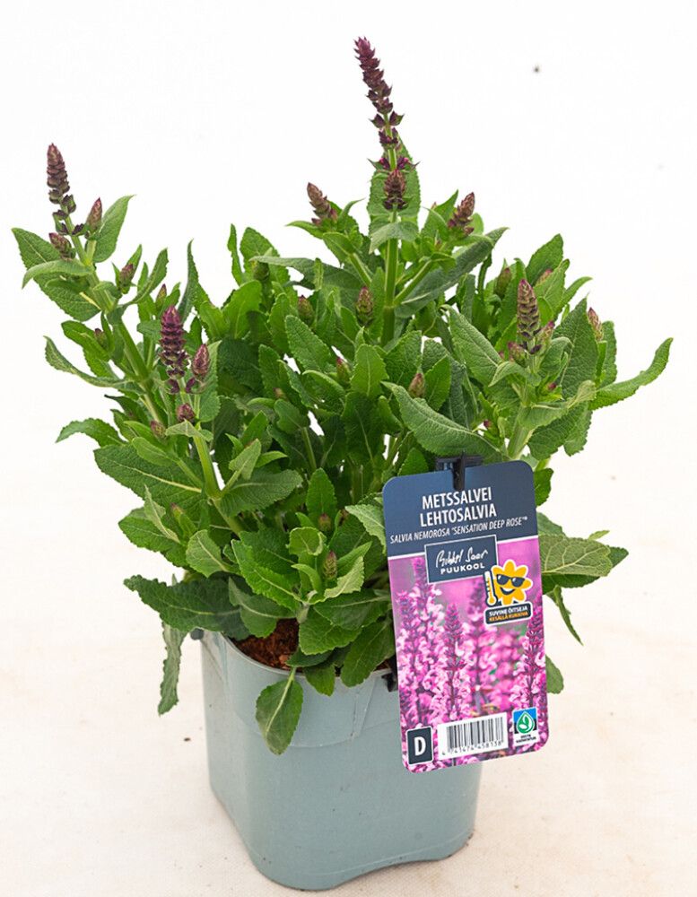 Lehtosalvia Salvia nemorosa Sensation Deep Rose