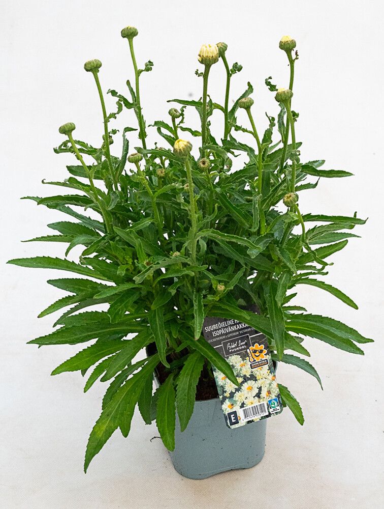 Isopäivänkakkara Leucanthemum superbum Victorian Secret