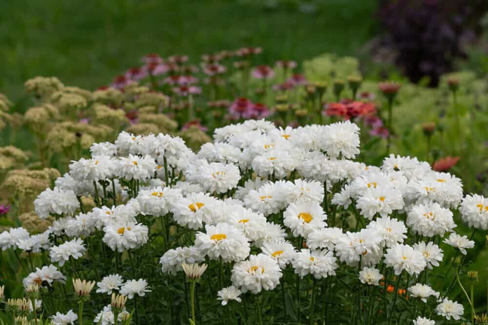 Isopäivänkakkara Leucanthemum superbum Victorian Secret