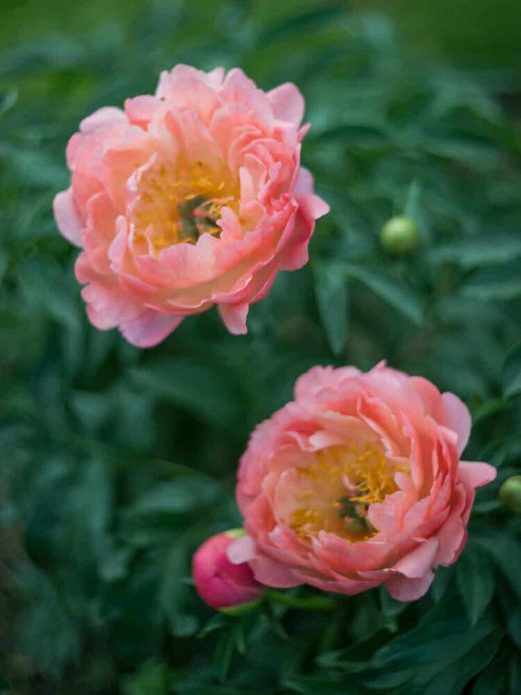 Jalopioni Paeonia Coral Charm