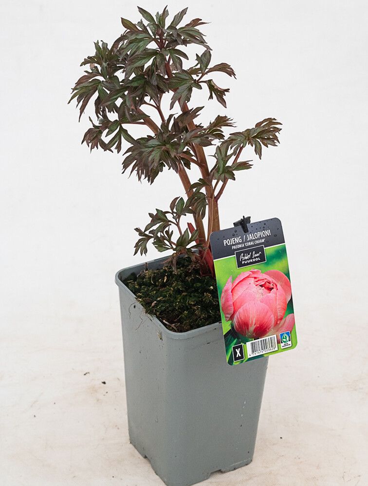Jalopioni Paeonia Coral Charm